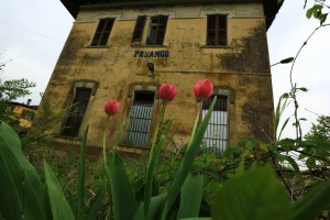 I tulipani della speranza fioriscono a Penango